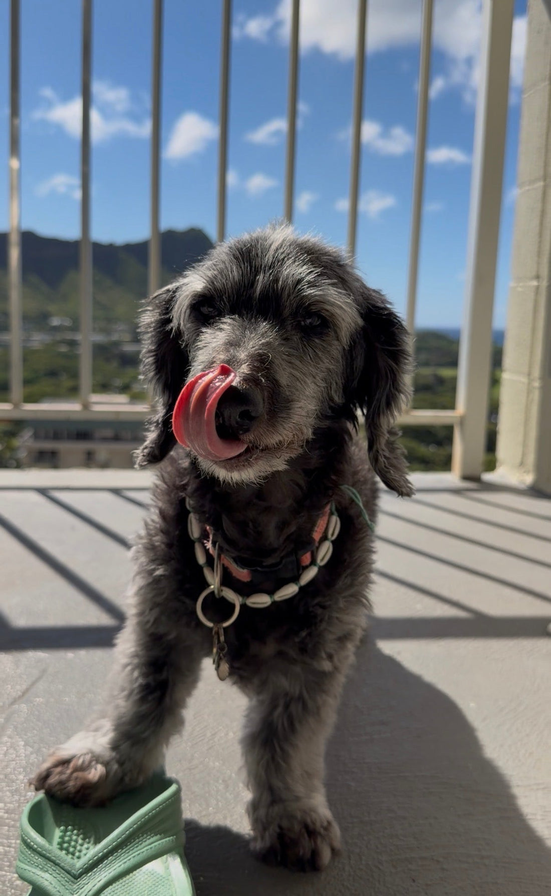 ハワイに家族が集合🐶