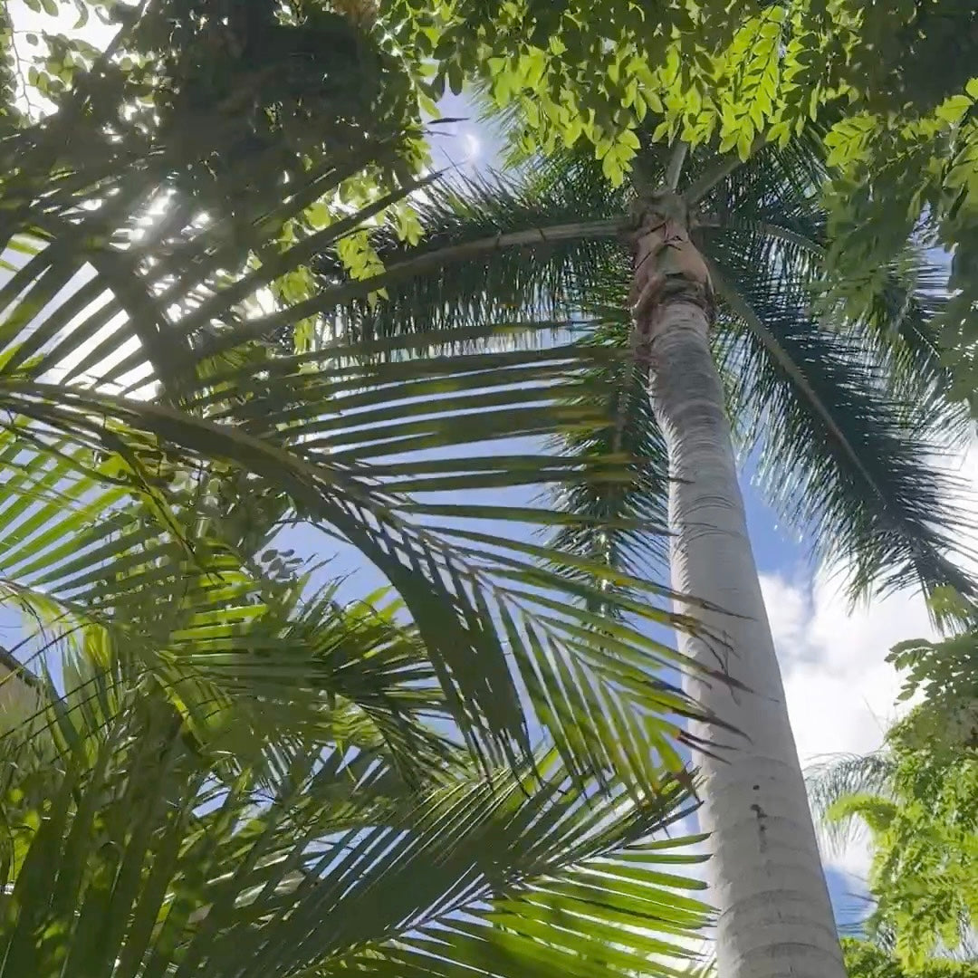 ALOHA🌺