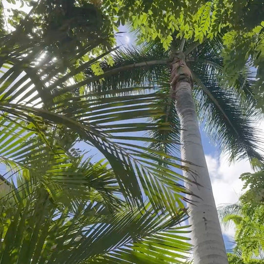 ALOHA🌺